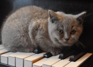 The Narrator’s Point of View in Your Songwriting - Cat on a Piano